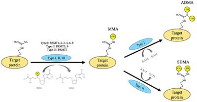 Frontiers Regulation Of Skeletal Muscle Plasticity By Protein